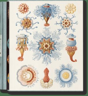 THE ART AND SCIENCE OF ERNST HAECKEL