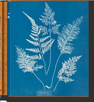 ANNA ATKINS. CYANOTYPES