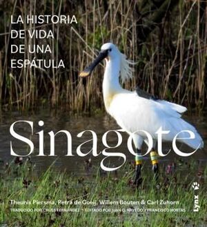 SINAGOTE   (AVES)