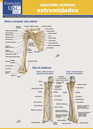 ANATOMÍA HUMANA. EXTREMIDADES