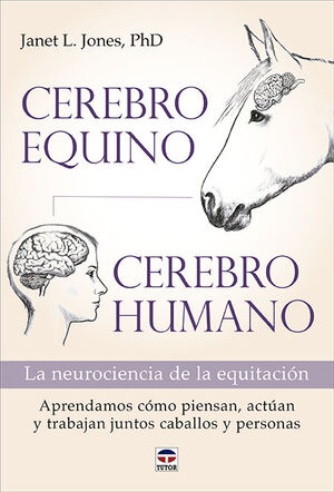 CEREBRO EQUINO, CEREBRO HUMANO