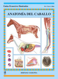 ANATOMIA DEL CABALLO GEI