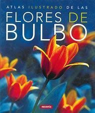 LAS FLORES DE BULBO