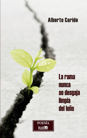 LA RAMA NUNCA SE DESGAJA LIMPIA DEL LEÑO   IND